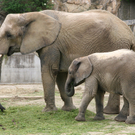 elefant.jpg