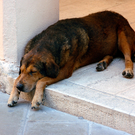 Hunde.jpg