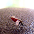 Malaria.jpg