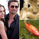 Brangelina: ihre Kinder besitzen Mäuse und Goldfische