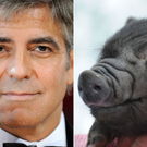 Das berühmteste Hängebauchschwein der Welt: 2006 starb George Clooneys Max