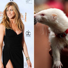Keine Liebe: Jennifer Aniston würde sich nie mit einem Typen daten, der ein Frettchen besitzt