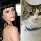 Ganz besessen ist Katy Perry von ihrer Katze