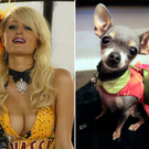 Gern im Doppelpack gesehen: Paris Hilton und ihr Chihuahua