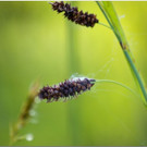 Bergsommer Andelsbuch Niedere