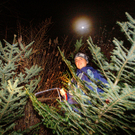 christbaum.jpg