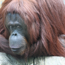 OrangUtan.jpg
