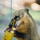Eislutscher für Zoobewohner im Tiergarten Schönbrunn