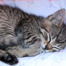 Katze.jpg