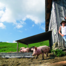 Feine Sauerei –  das Alpschwein mit Ländle Gütesiegel