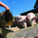 Molkefuetterung_Schweine_CMYK.jpg