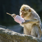 Die besten Tierbilder KW 30