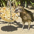 ABD0042-20130725.jpg