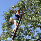Kirschenernte in Fraxern