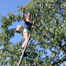 kirschenernte _5__jpg-1374926750