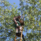 kirschenernte _7__jpg-1374926767