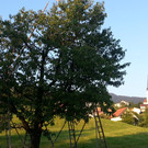 kirschenernte _14__jpg-1374926842
