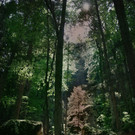 whitetree.jpg