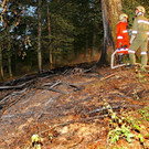 Waldbrand in Hallwang