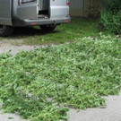 Cannabis-Plantage eines Wieners in Hollabrunn