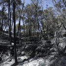 Waldbrand auf Mallorca