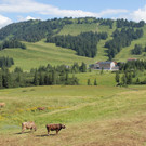 IMG_1477A_JPG-1375269313