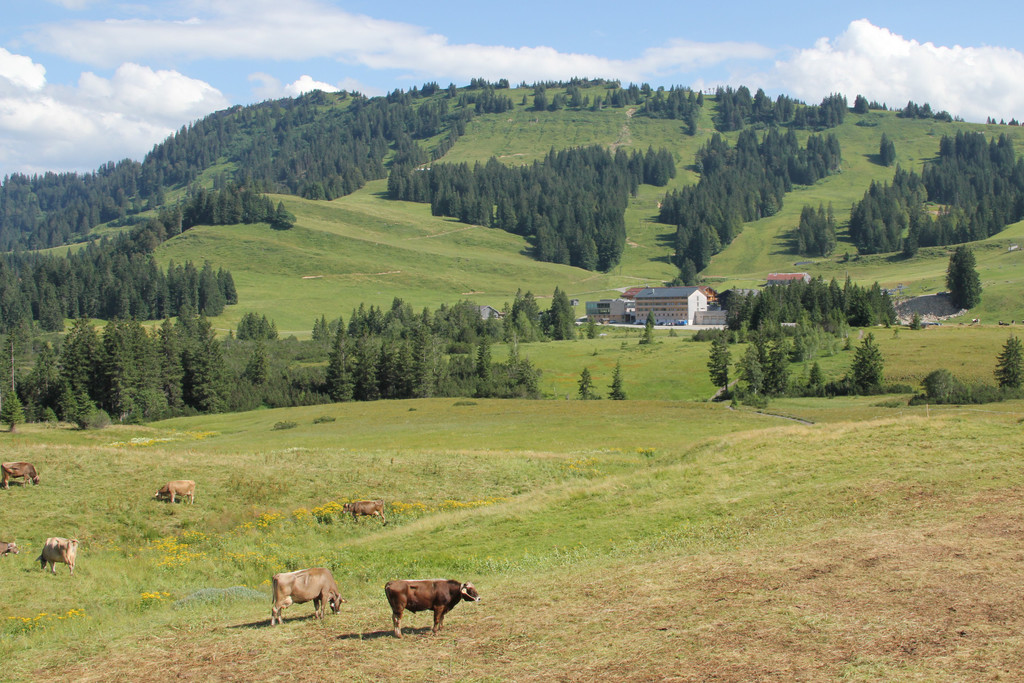 IMG_1477A_JPG-1375269313