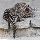 Die besten Tierbilder der Woche KW 31