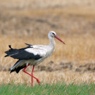 ABD0160-20130731.jpg