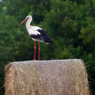 ABD0066-20130731.jpg