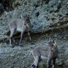 ZooSBG_Steinbockkitz_Heidi.jpg
