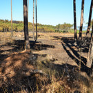 Waldbrand Foehrenwald Tag 2  _2_.JPG