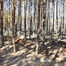 Waldbrand Foehrenwald Tag 2  _7_.JPG