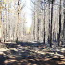 Waldbrand Foehrenwald Tag 2  _8_.JPG