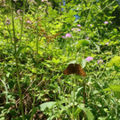 KOE_Durchs wilde Saminatal 7_jpg-1375458968