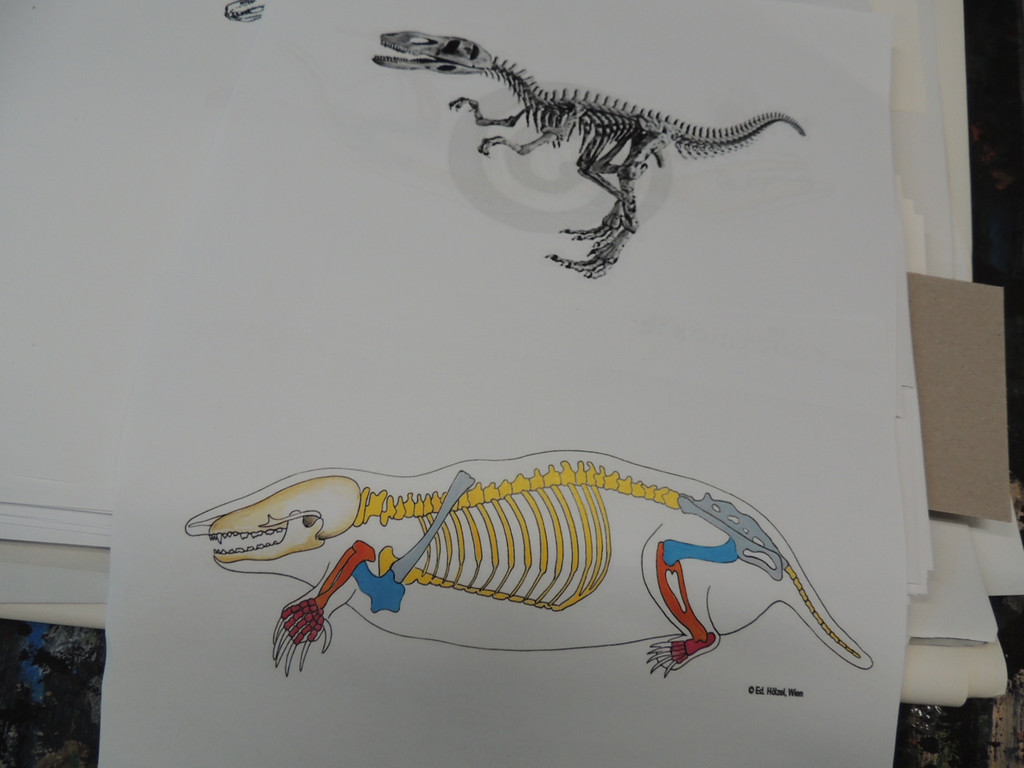 DSCN8706_JPG-1375551384