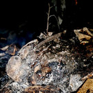 normal_03082013waldbrand2de01001aktivnews_55.JPG