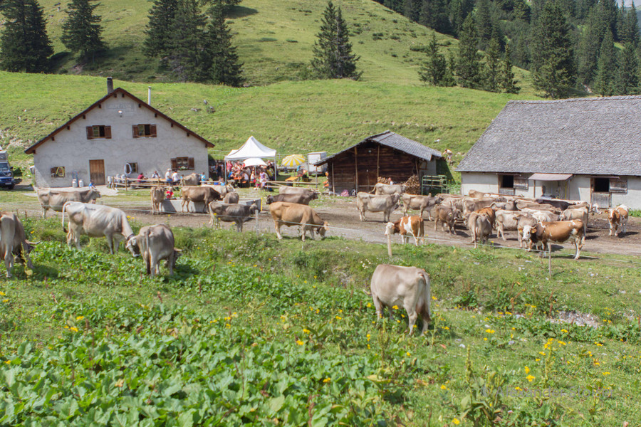 Aelplerleben_016_jpg-1375644147