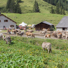 Älplerleben