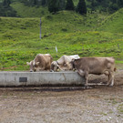 Aelplerleben_009_jpg-1375644037
