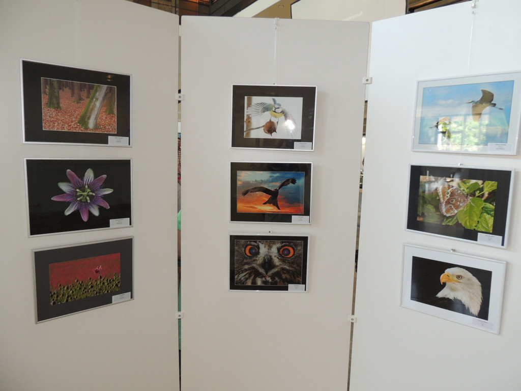 DSCN5650_JPG-1375651114