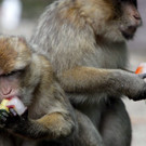 Tierische Abhilfe gegen die Affenhitze