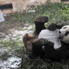 China_Panda_XAW806.jpg