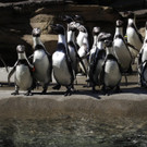 Seattle_Penguins_WATW101.jpg