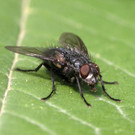 Fliege-GorbachNorbert.jpg
