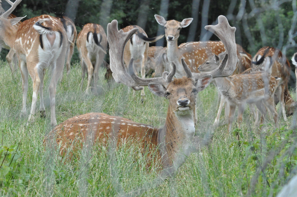 DSC_0021_JPG-1375911590