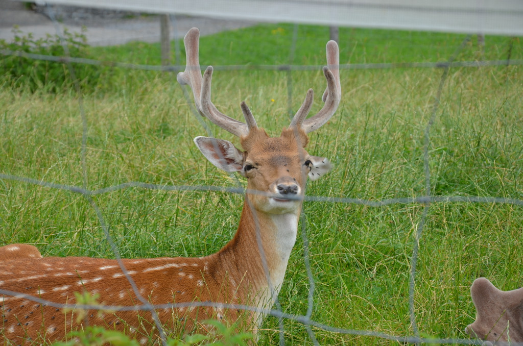DSC_4464_JPG-1375911821
