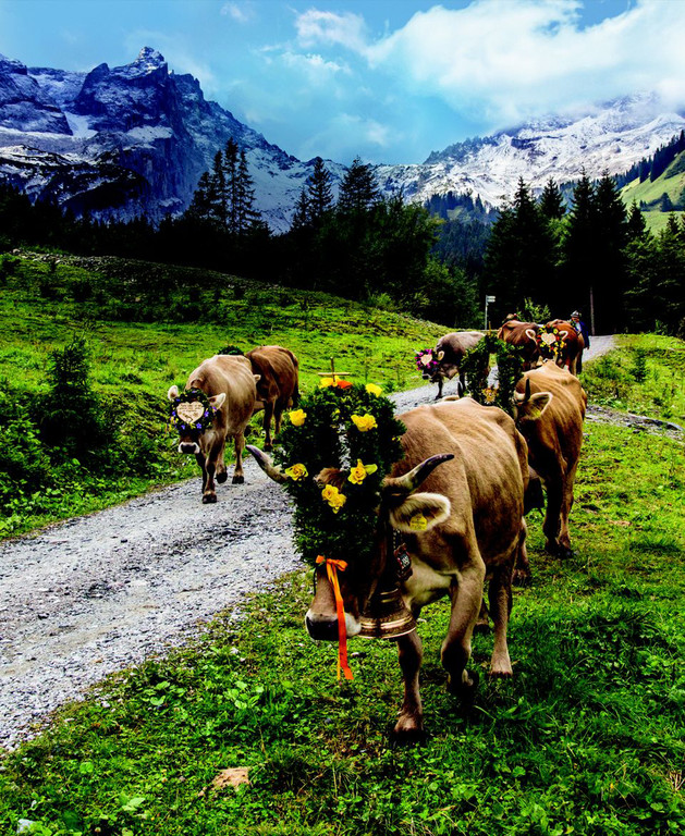 montafon_tourismus_alpabtrieb_johannes_netzer.jpg