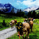 Kammermusik-Fest Montafon