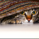 Die besten Katzenbilder der S24-User